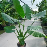 Alocasia macrorrhiza ‘Borneo Giant’