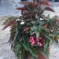 Begonia ‘Pink Torch’