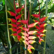 Heliconia rostrata  ‘Lobster Claw’