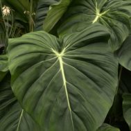 Philodendron‘McDowell’