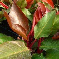 Philodendron‘McColley’s Finale’