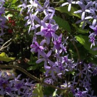 Petrea volubulis ‘Purple Wreath Vine’
