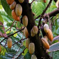 Theobroma cacao ‘Chocolate Tree’