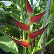 Heliconia orthotricha  ‘Imperial’