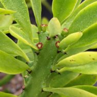 Euphorbia drupifera