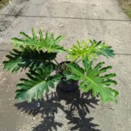 Philodendron bipinnatifidum  ‘Shangri-La’