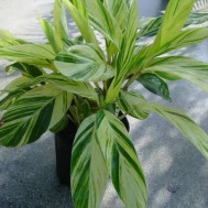 Alpinia zerumbet‘Variegata’