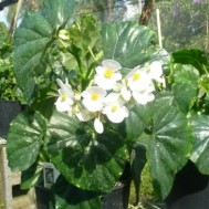 Begonia odorata ‘Alba’