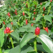 Costus woodsonii‘Red Button Ginger’