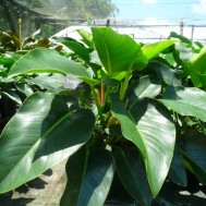 Philodendron‘Green Congo’