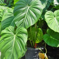 Philodendron‘McDowell’