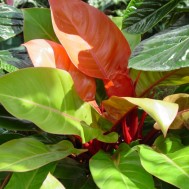 Philodendron‘Prince of Orange’