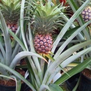 Ananas comosus ‘Edible Pineapple’