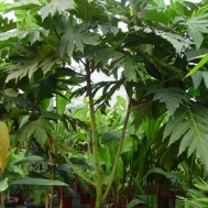 Artocarpus altilis ‘Breadfruit’