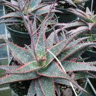 Assorted Aloes