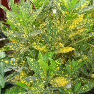 Codiaeum variegatum ‘Gold Dust’