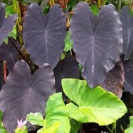 Colocasia ‘Black Ruffles’
