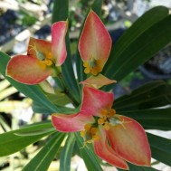Euphorbia punicea