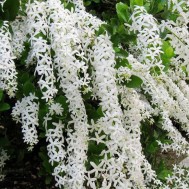 Petrea volubulis ‘White Wreath Vine’