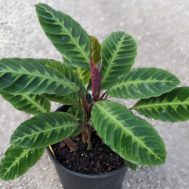 Calathea warscewiczii  ‘Jungle Velvet’