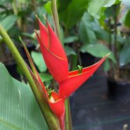 Heliconia stricta  ‘Gustavo Red’