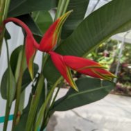 Heliconia rostrata x bihai  ‘Puerto Rico Libre’